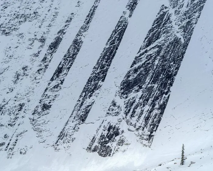 Natural landscape photography of snow-covered mountain couloirs with a single pine tree at the base.