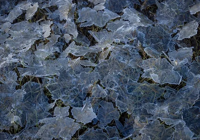 Abstract closeup of delicate frosted leaves covering the ground, captured in natural landscape photography.