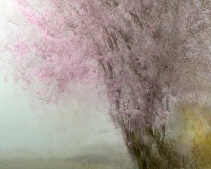 Impressionistic natural landscape photography capturing soft pink blossoms on a misty tree.