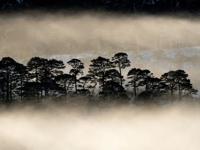 Silhouetted pine trees surrounded by golden mist in a natural landscape photograph.