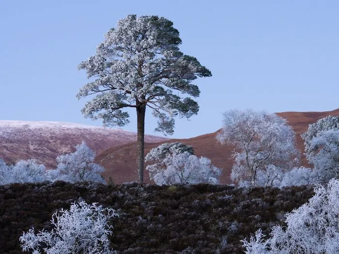 Frost-covered tree standing prominently against a winter hill in a natural landscape photograph.