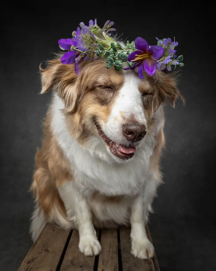 Happy dog wearing a purple flower crown sitting on wooden crate