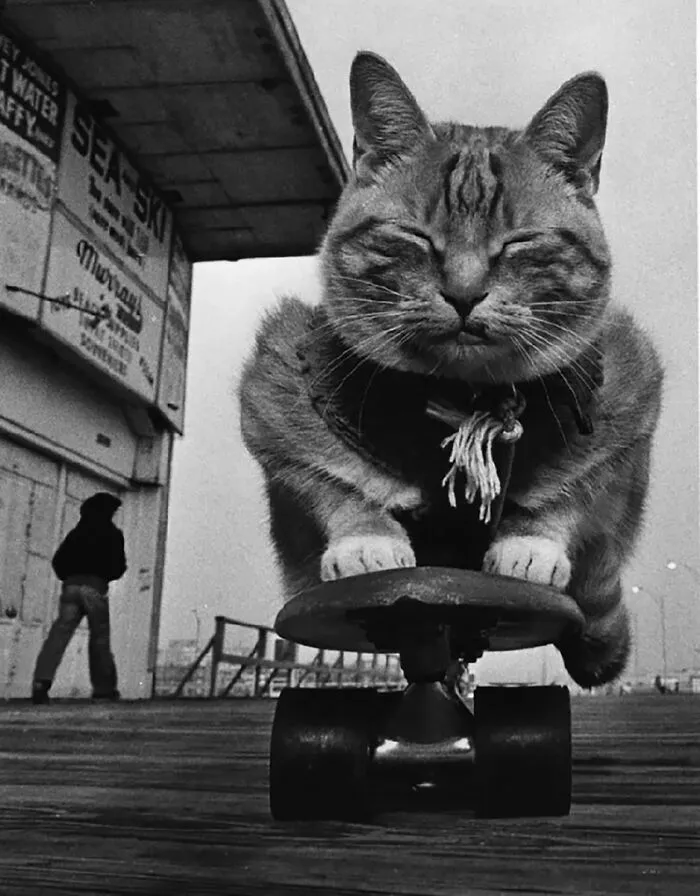 Cute black-and-white photo of a cat riding a skateboard from the Exposure One Awards.