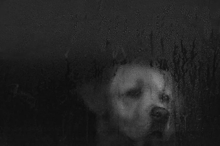 Sad dog looking through a foggy window in a black-and-white photo entry