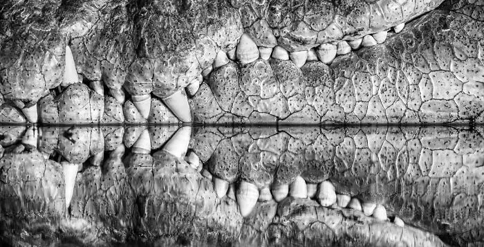 Detailed close-up black-and-white photos showing sharp teeth and textured skin of an alligator in water.