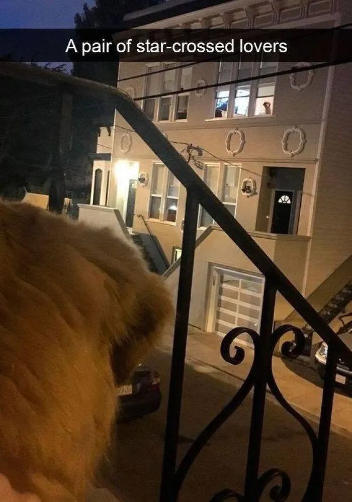 Golden retriever looking across the street at another dog in a window, hilarious dog memes theme.
