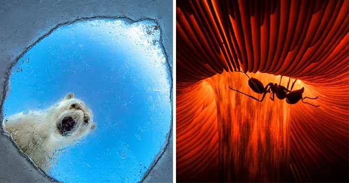 20 Remarkable Wildlife Photos Selected As Winners Of The GDT's 2026 Competition