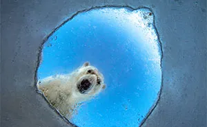 20 Remarkable Wildlife Photos Selected As Winners Of The GDT's 2026 Competition