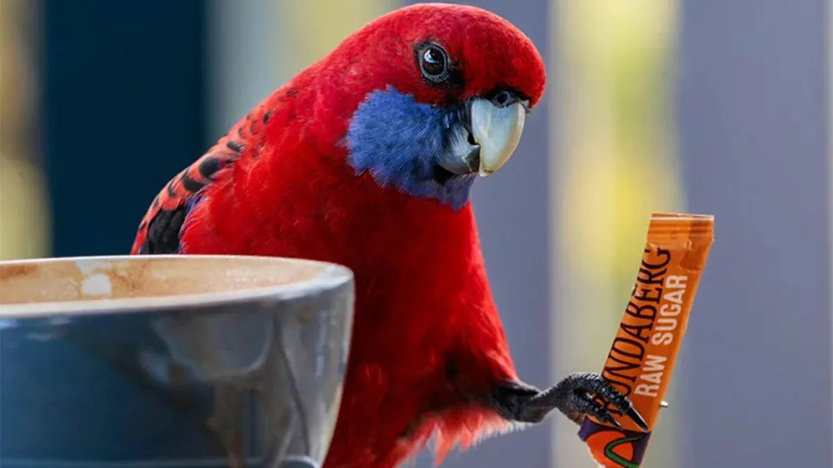 25 Stunning Bird Photos From The 2026 BirdLife Australia Photography Awards