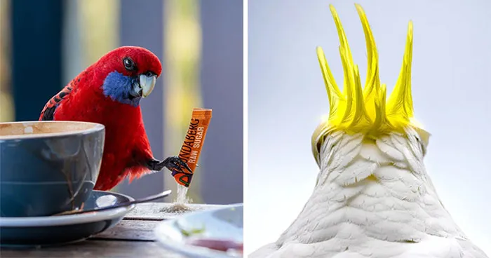 25 Stunning Bird Photos From The 2026 BirdLife Australia Photography Awards