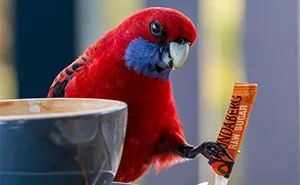 25 Stunning Bird Photos From The 2026 BirdLife Australia Photography Awards