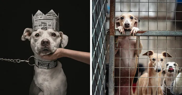 18 Remarkable Dog Photos From The 2026 Dog Photography Awards That Deserve A Closer Look