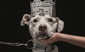 18 Remarkable Dog Photos From The 2026 Dog Photography Awards That Deserve A Closer Look