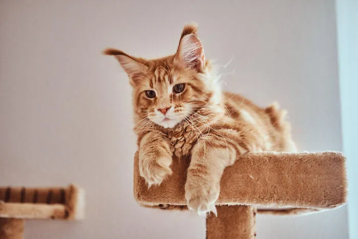 A fluffy orange cat resting on a cat tree after a discussion about a second date