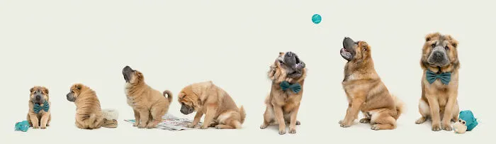 Dog Photography Awards photo sequence showing a fluffy Shar-Pei dog growing up over time