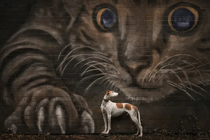 A greyhound standing in front of a giant cat wall mural, entry from the 2026 Dog Photography Awards.