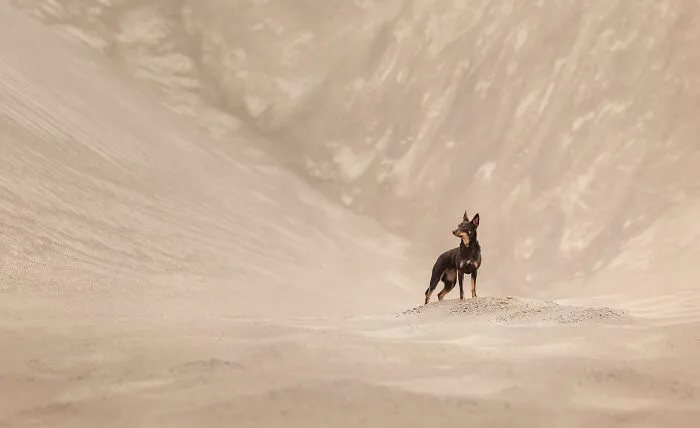 A small dog stands on a desert sand dune, featured in the 2026 Dog Photography Awards.