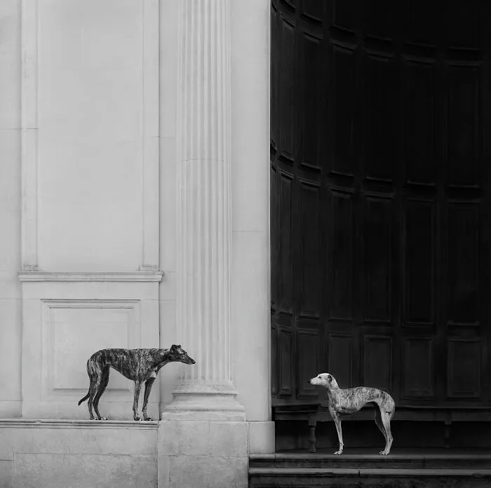 Black and white photo of two greyhounds by classic architecture, entry in 2026 Dog Photography Awards.