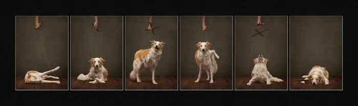A collage showing a dog controlled like a puppet, an entry in the 2026 Dog Photography Awards.