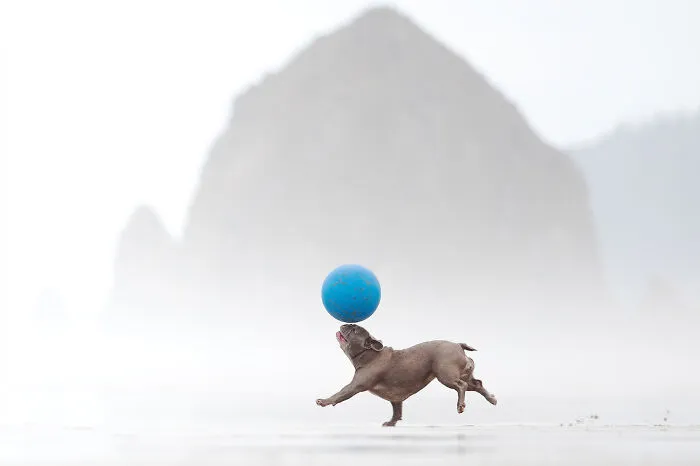 A dog balancing a large blue ball on its nose on a foggy beach, an entry for the Dog Photography Awards.