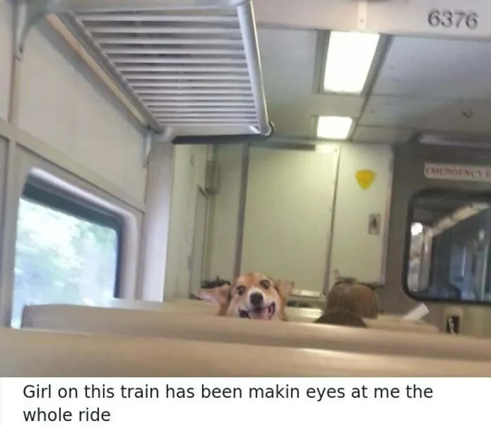 A happy corgi peeking over a train seat back, featured in funny dog memes