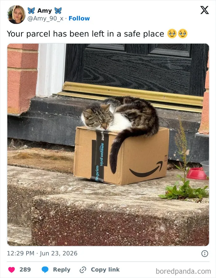 A sleeping cat on a delivery box on a doorstep, illustrating hilarious memes about being British.