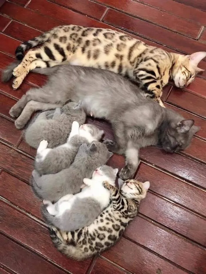Spotted and grey mama cats nap peacefully on the floor surrounded by tiny kittens.