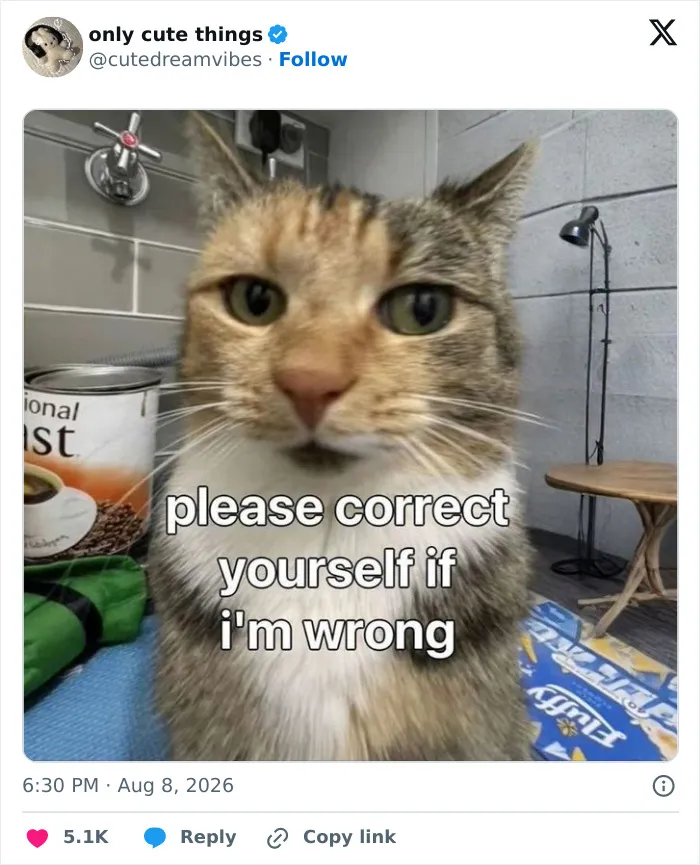Close-up of cat with text asking for correction adorable posts