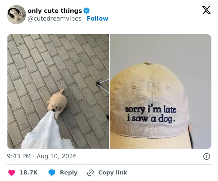 Cute puppy tugging on a dress restores faith in adorable little things