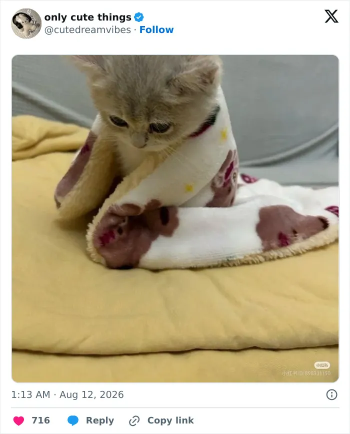 Kitten wrapped snugly in a soft patterned blanket