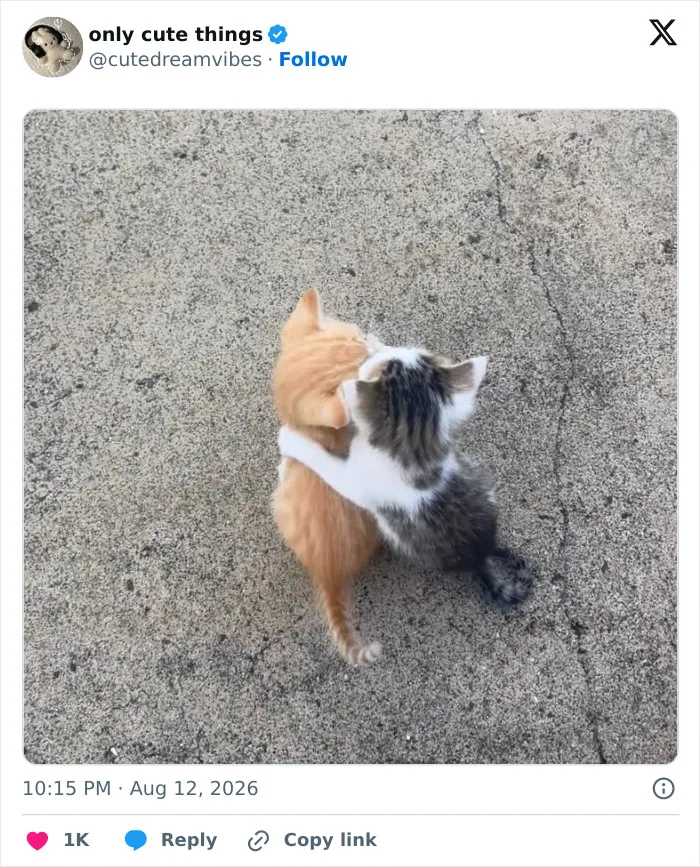 Two kittens hugging each other on concrete, capturing sweet adorable moments