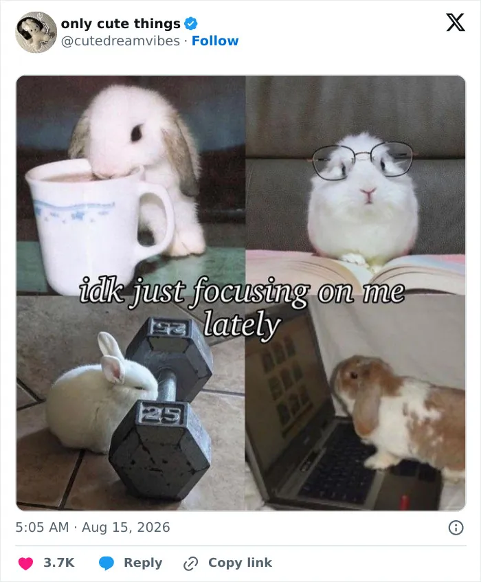 Collage of bunnies focusing on various objects, depicting cute adorable focus