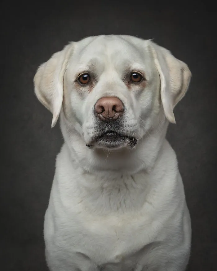Portrait of a white Labrador dog against dark background