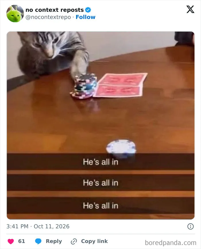 Cat pushing all poker chips in with caption hes all in meme