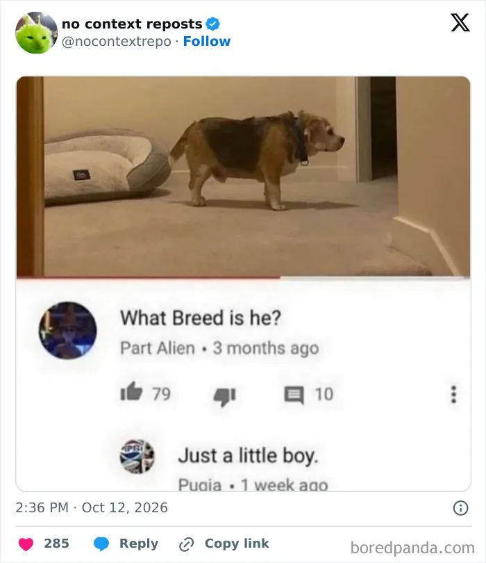 Random meme shows dog with comment asking breed, reply says just a little boy meme