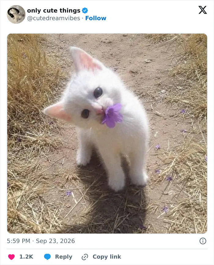 White kitten sniffing a purple flower while standing on a dirt path outdoors