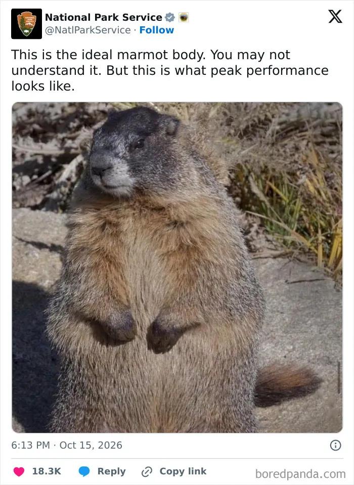A hilarious October tweet from National Park Service featuring a marmot standing outdoors.