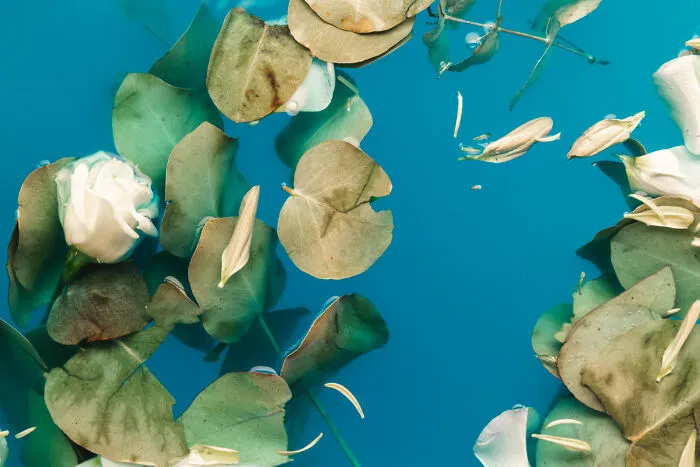 White rose petals and green eucalyptus leaves floating on clear blue water at funerals