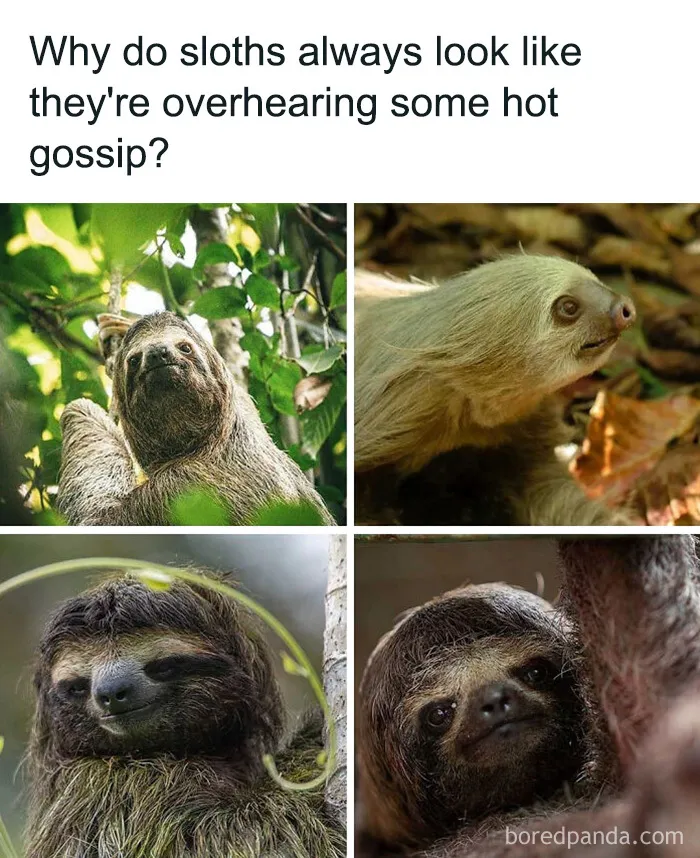 Four panels of sloths looking like they overhear gossip in animal memes.