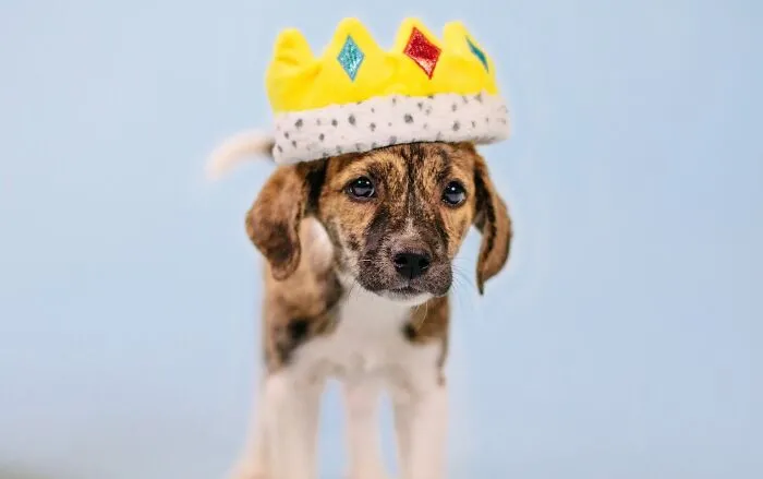 Small brindle puppy wearing a plush yellow toy crown in one of these adorable puppy pics