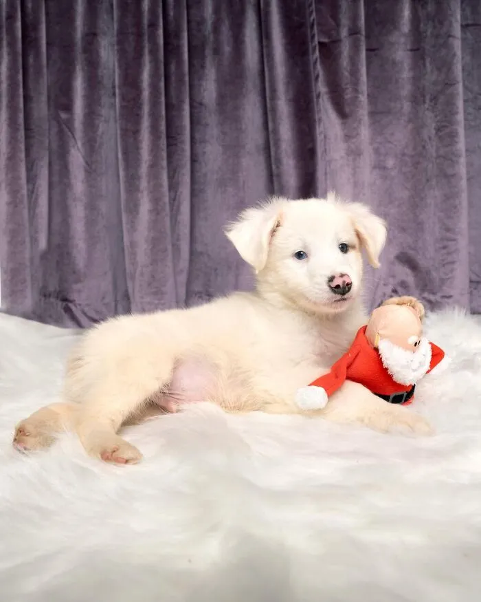 Fluffy white puppy pic of a pup lying on a rug with a Santa toy