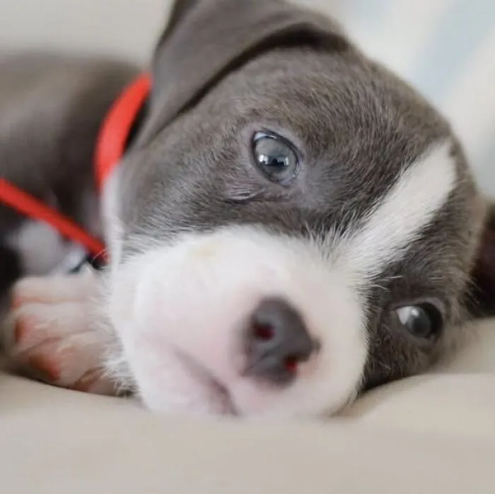 Close-up adorable puppy pic of a grey and white pup lying down