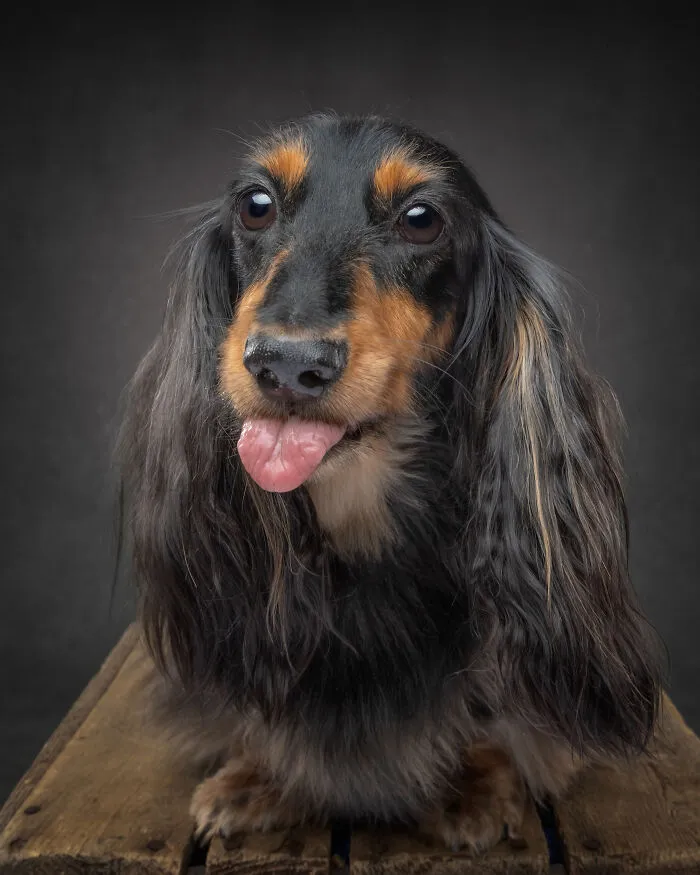 Close-up of a dachshund dog with tongue out on wooden surface, portrait style