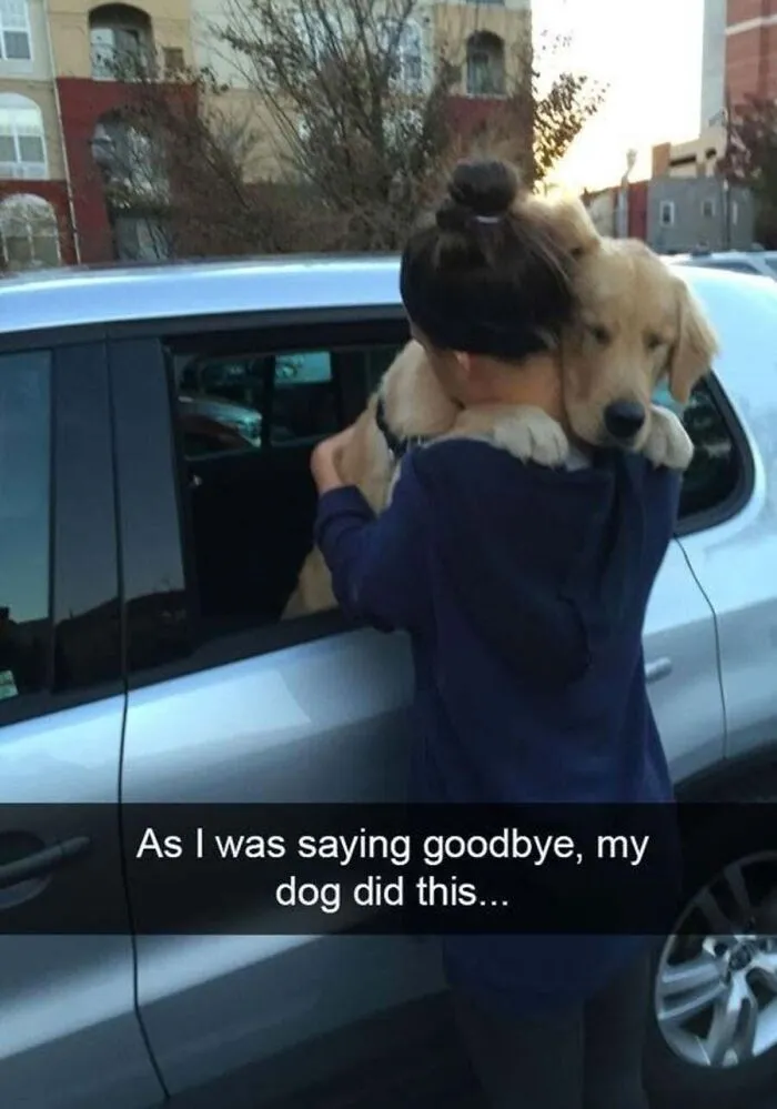 A affectionate golden retriever hugging a person through a car window, part of heartwarming dog memes