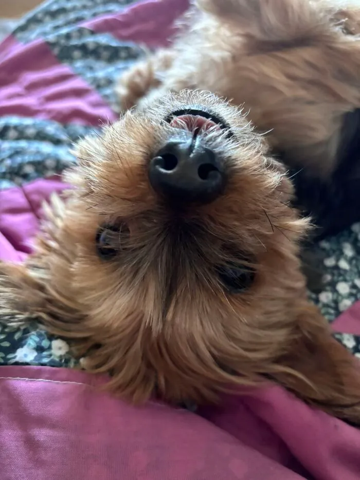 Cute dog lying upside down sharing life stories with pets