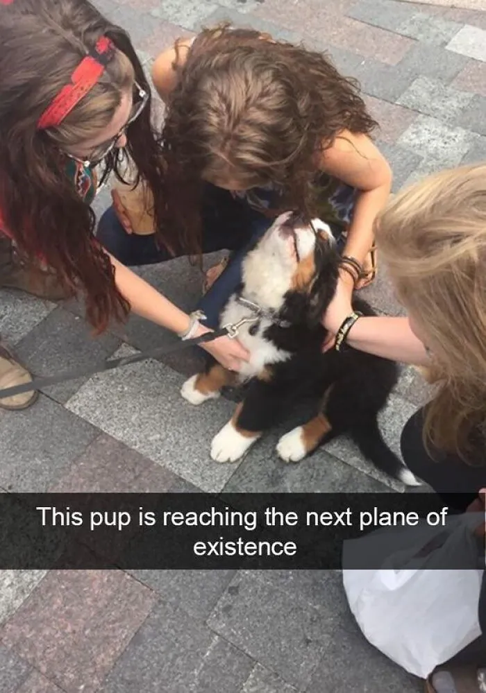 Wholesome memes showing a happy Bernese Mountain Dog puppy getting petted by three girls.