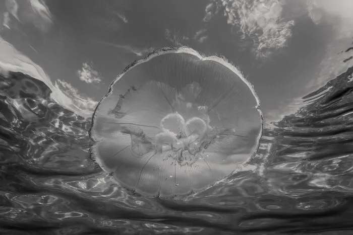 Serene black-and-white photo capturing a translucent jellyfish floating just beneath the water surface.