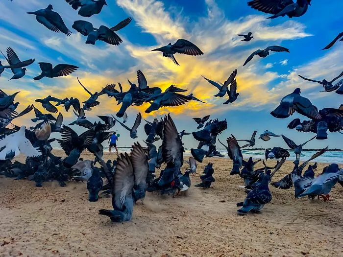 Flock of pigeons flying on beach sunset in iPhone photography
