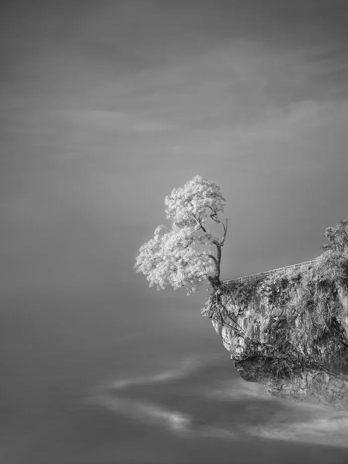 Black-and-white photos entry for Exposure One Awards showing a solitary tree growing on a rocky ocean cliff side