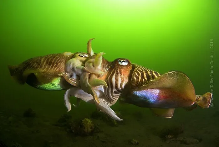 NPOTY entry showing two cuttlefish mating underwater in murky green ocean water